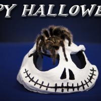 Happy Halloween!