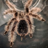 Brachypelma albopilosum