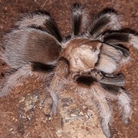 Aphonopelma chalcodes