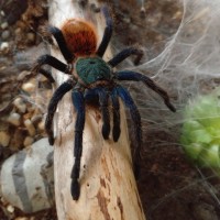 Male GBB in low natural lighting