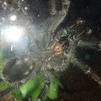 Aphonopelma marxi