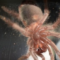 Grammostola Rosea