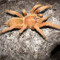 Orphnaecus philippinus