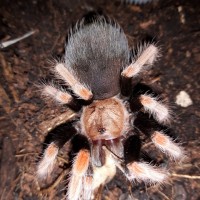 B.boehmei