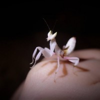 Orchid Mantis nymph