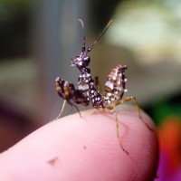 Spiny Flower Mantis nymph