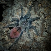 Thrixopelma ockerti Juvenile Female