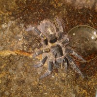 G. Pulchripes