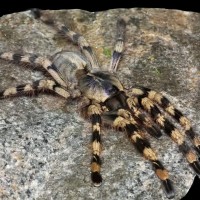 Poecilotheria formosa