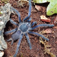 Juvenile female Chilobrachys Dyscolus