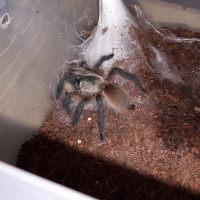 Monocentropus Balfouri juvenile