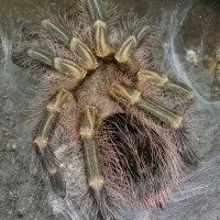 G. pulchripes