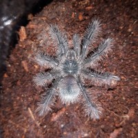 T.stirmi