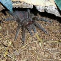 Peeking little G. pulchra