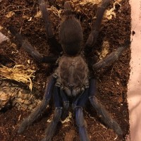 Chilobrachys sp. "Vietnam Blue" 1 of 2