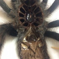 A. Avicularia Epignyum