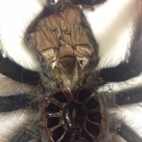 A. Avicularia Moult