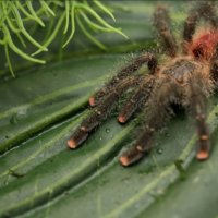 Avicularia amazonica