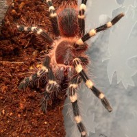 A. geniculata