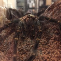 an attempt at an artsy picture of my g.pulchripes
