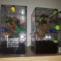 Home made aboreal sling enclosures.