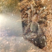 20171117_003_BAlbopilosum