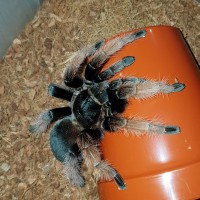 The most photogenic tarantula ever