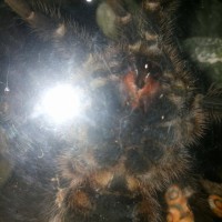 Grammostola Pulchripes