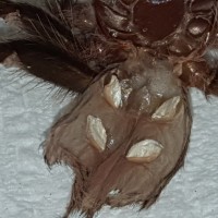 B. albo Molt