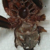 Acanthoscurria theraphosoides