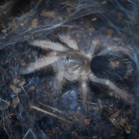 Bonnetina sp. Chamela