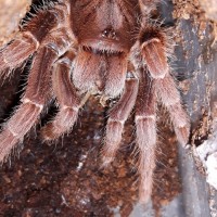 P.muticus