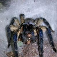 Monocentropus balfouri (Socotra Island Blue Baboon)