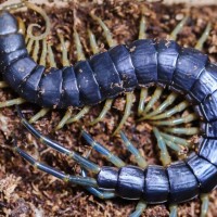 Blue Centipede