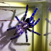 Poecilotheria metallica