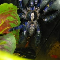 Poecilotheria metallica