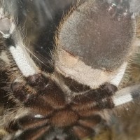 P regalis