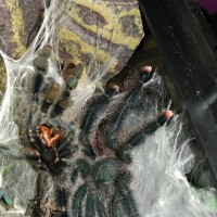 Freshly molted Avicularia metallica