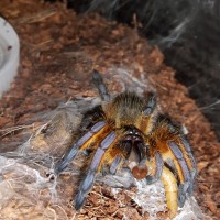 H.pulchripes