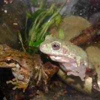 Rescue frog/HELP!/advice?