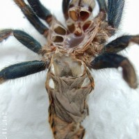 Chromatopelma Cyaneopubescens