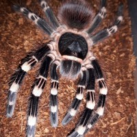 A.geniculata