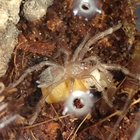 Lasiodora parahybana