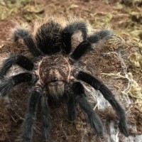 Brachypelma albopilosum fossorial