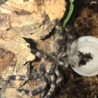 0.0.1 P. regalis