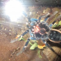 Chromatopelma cyaneopubescens: ventral sexing