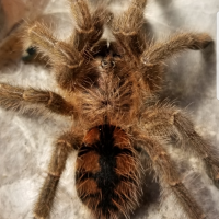 0.1 Avicularia minatrix