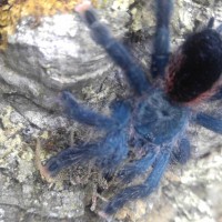 Avicularia avicularia