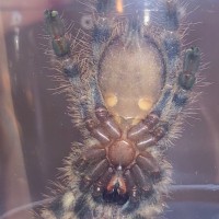 Poecilotheria regalis 02 juvenile