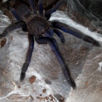 Chilobrachys sp. Dyscolus blue